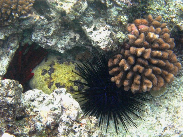 78- Oursins et etoile de mer caches dans le corail 